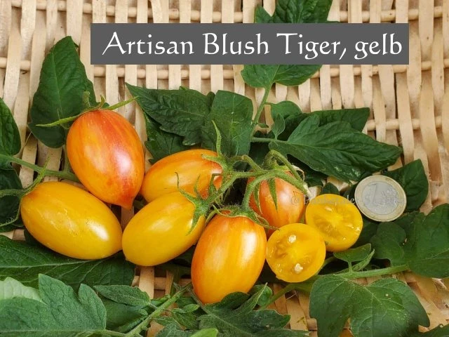 Artisan Blush Tiger, gelb