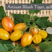 Artisan Blush Tiger, gelb