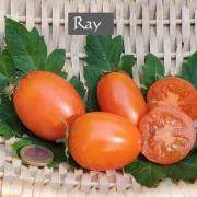 Ray
