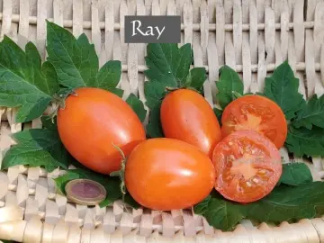 Ray