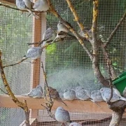 Diamanttäubchen
