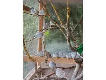 Diamanttäubchen