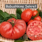 Babushkina Sekret (Fleischtomate)