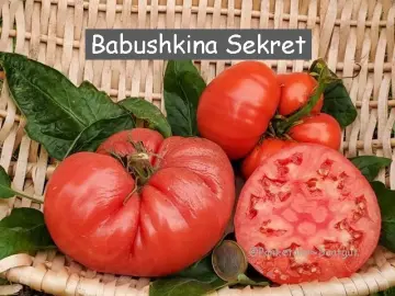 Babushkina Sekret (Fleischtomate)