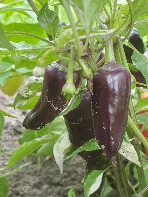 Between the Lines (Paprika)