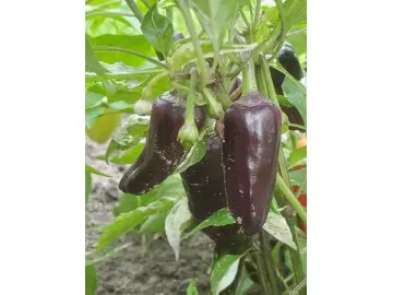 Between the Lines (Paprika)