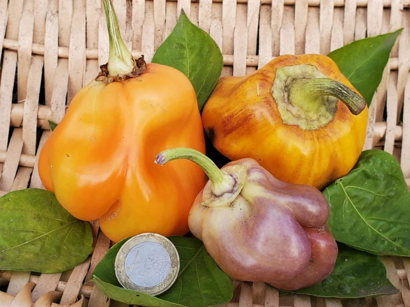 Blockpaprica lilac (Paprika)