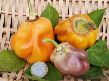 Blockpaprica lilac (Paprika)