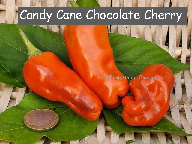 Candy Cane Chocolate Cherry (Paprika)