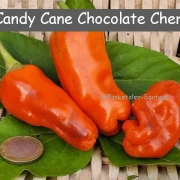 Candy Cane Chocolate Cherry (Paprika)