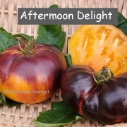 Aftermoon Delight