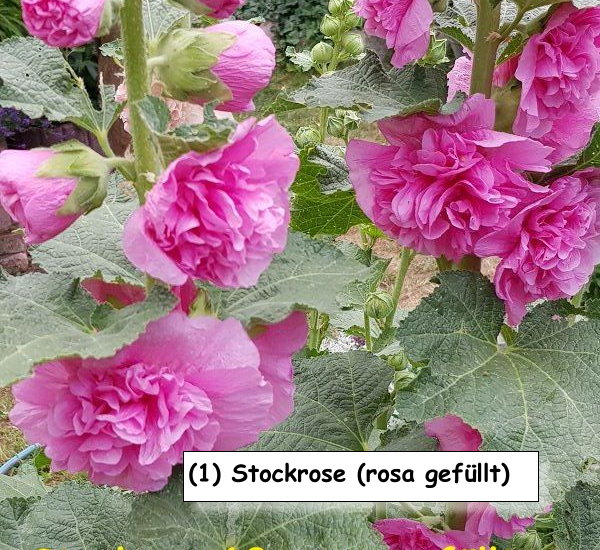Stockrose (rosa gefüllt)