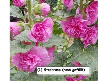 Stockrose (rosa gefüllt)