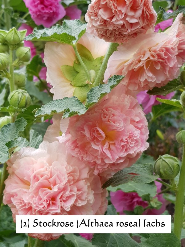 Stockrose (Althaea rosea) lachs