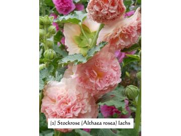 Stockrose (Althaea rosea) lachs