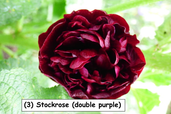Stockrose (double purple)