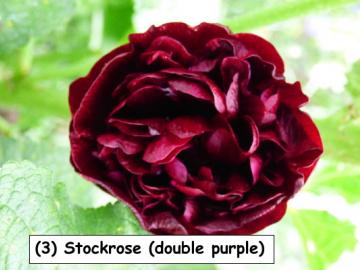 Stockrose (double purple)
