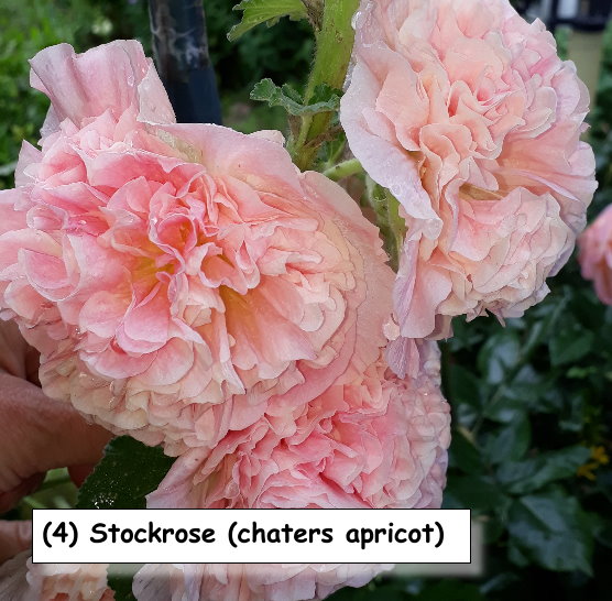 Stockrose (chaters apricot)