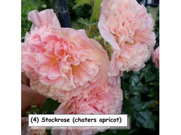 Stockrose (chaters apricot)