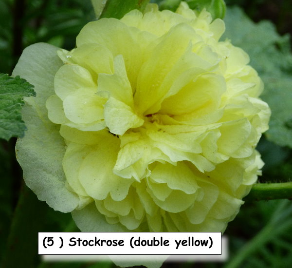 Stockrose (double yellow)