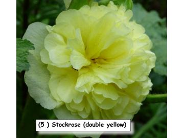 Stockrose (double yellow)