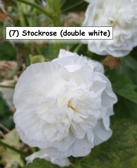 Stockrose (double white)