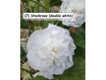 Stockrose (double white)