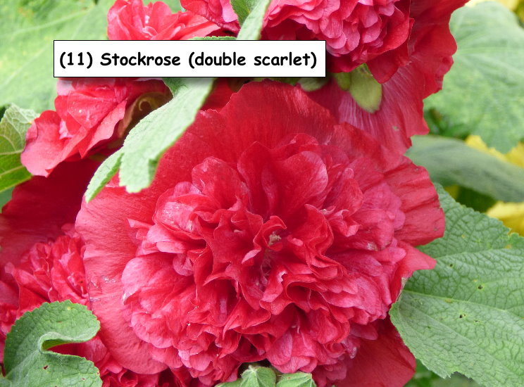 Stockrose (double scarlet)