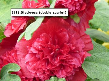 Stockrose (double scarlet)