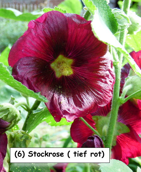 Stockrose (Bordeaux)