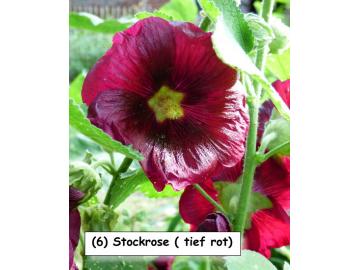 Stockrose (Bordeaux)