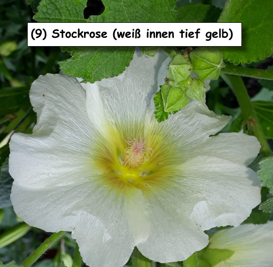Stockrose (weiß innen tief gelb)