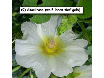 Stockrose (weiß innen tief gelb)