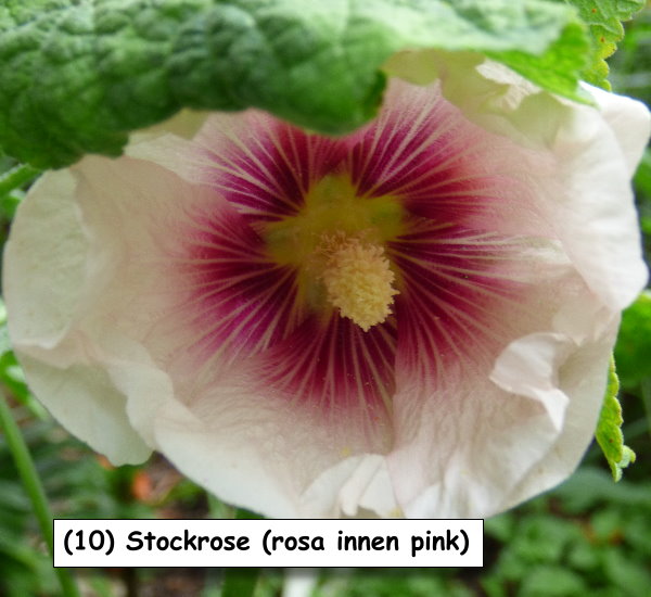 Stockrose (rosa innen pink)