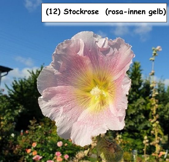 Stockrose  (rosa-innen gelb)