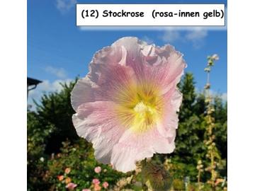 Stockrose  (rosa-innen gelb)