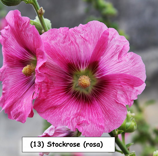 Stockrose (rosa)