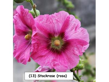 Stockrose (rosa)