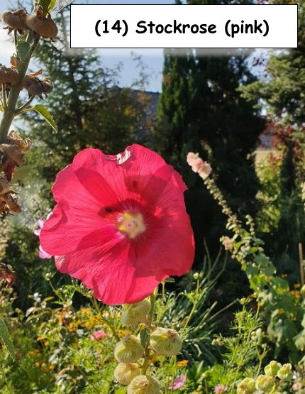 Stockrose (pink)
