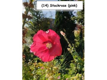 Stockrose (pink)