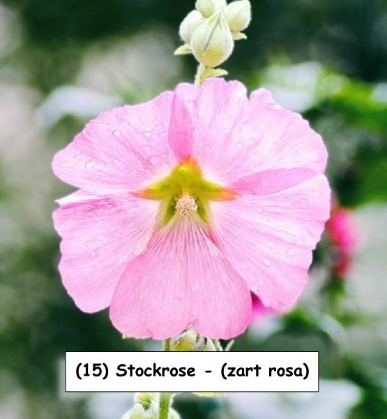 Stockrose - (zart rosa)