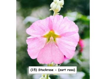 Stockrose - (zart rosa)