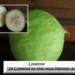 Die Limelone ist eine neue Melonen Art
