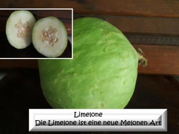 Die Limelone ist eine neue Melonen Art