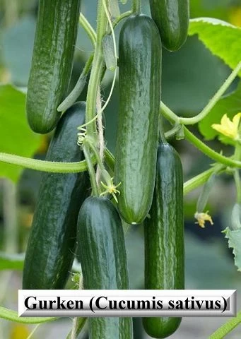 25 Samen Gurken [Cucumis sativus]