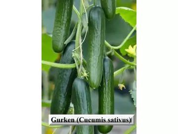 25 Samen Gurken [Cucumis sativus]