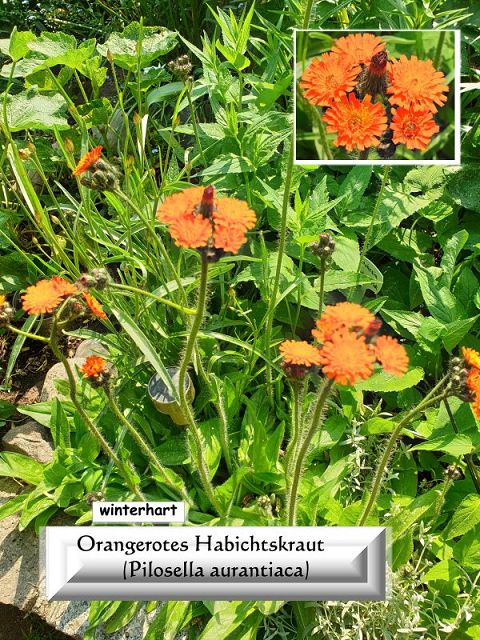 Orange Hawkweed (Pilosella aurantiaca)