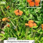 Orange Hawkweed (Pilosella aurantiaca)