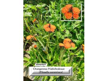 Orange Hawkweed (Pilosella aurantiaca)