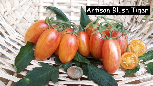Artisan Blush Tiger - Stabtomate